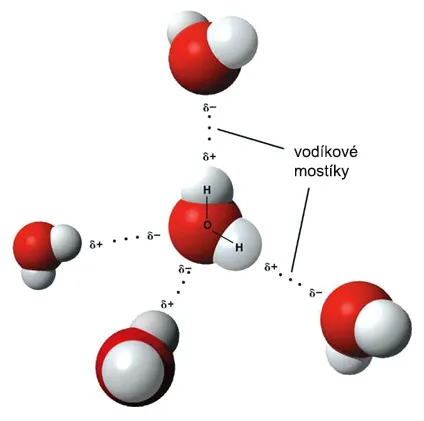 Schéma vodíkových mostíkov medzi molekulami vody