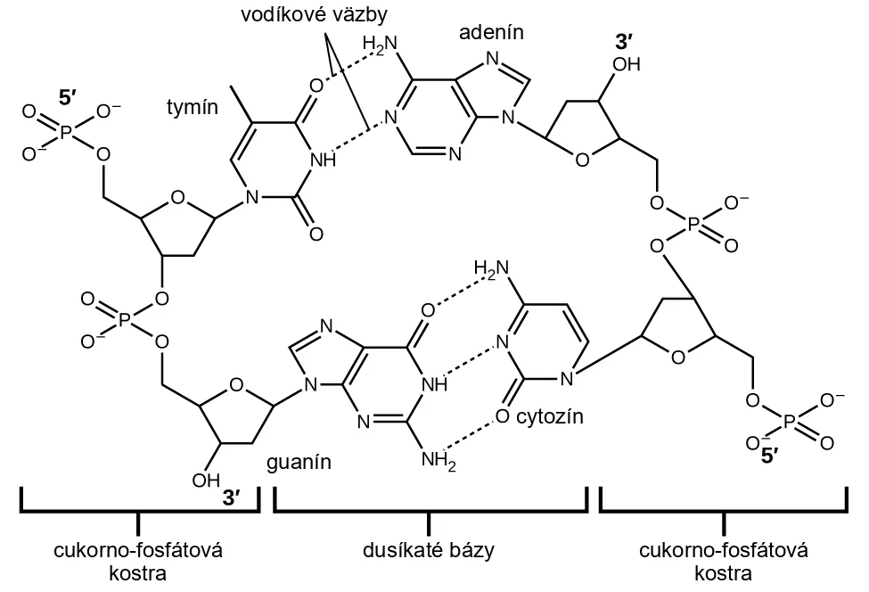 Vodíkové väzby medzi komplementárnymi dusíkatými bázami v DNA – adenín s tymínom tvorí dve, guanín s cytozínom tri